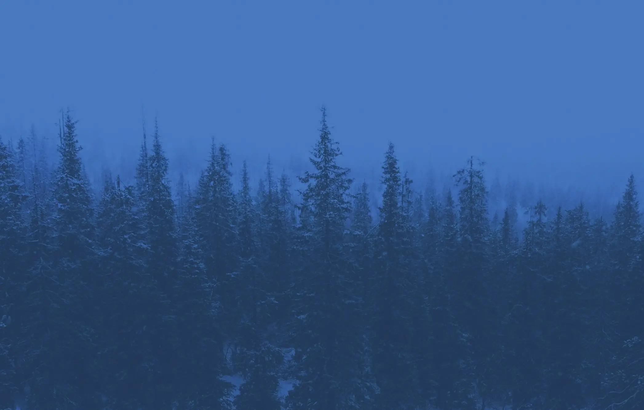 Picture of Trees used as a background image
